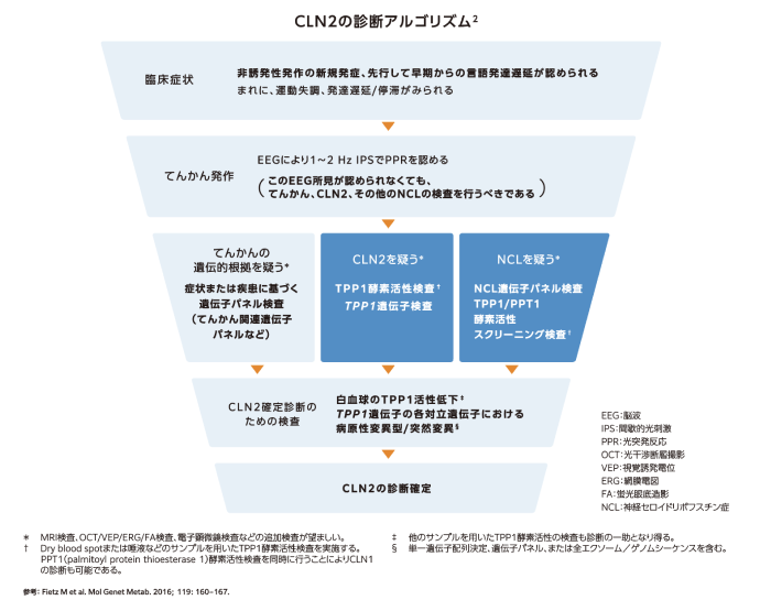 CLN2の診断アルゴリズム