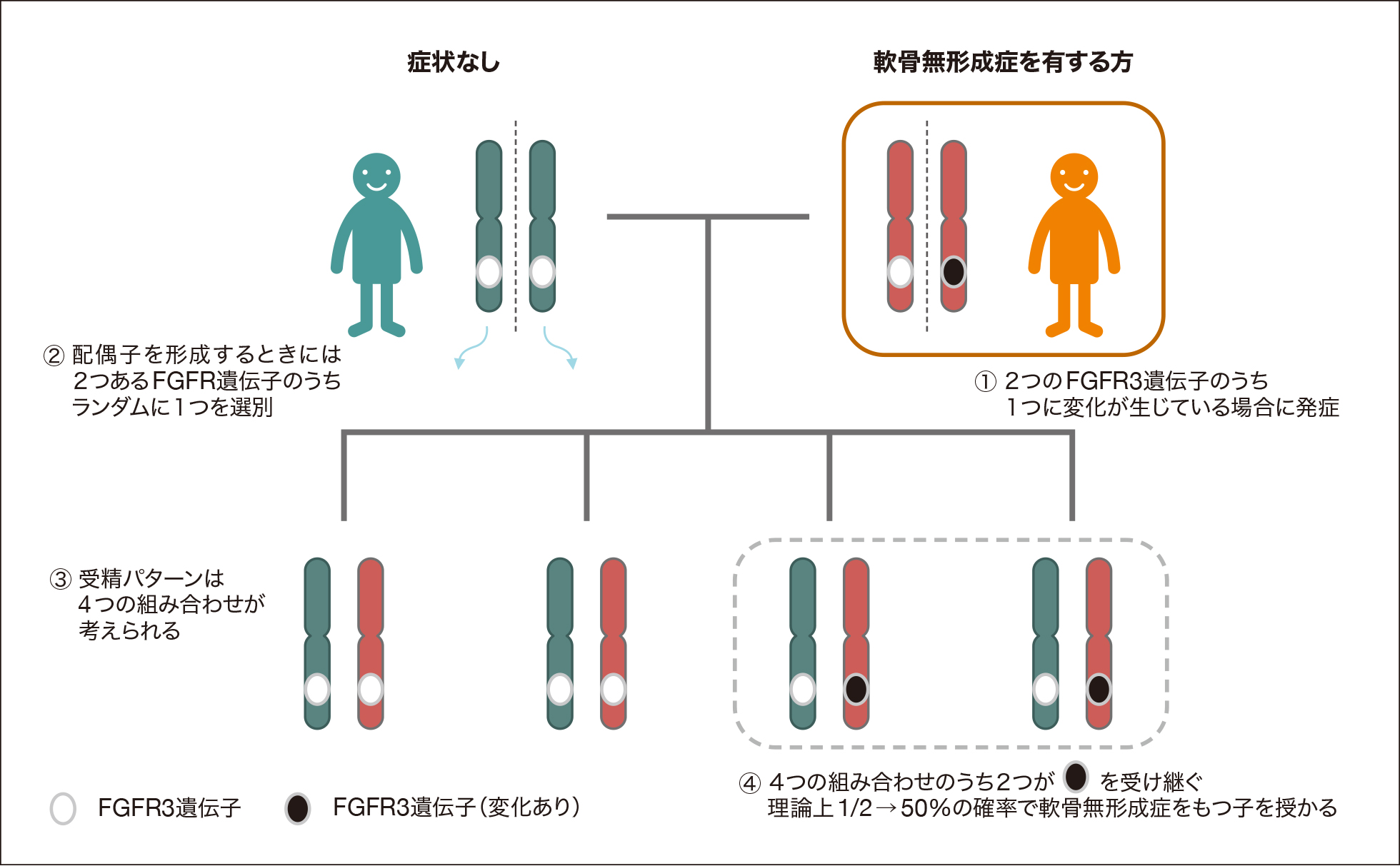 常染色体顕性遺伝形式に関する説明資料